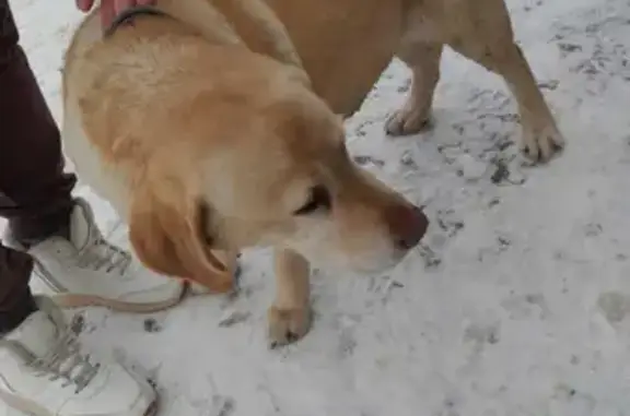 Собака лабрадор на Тепличной, Краснодар