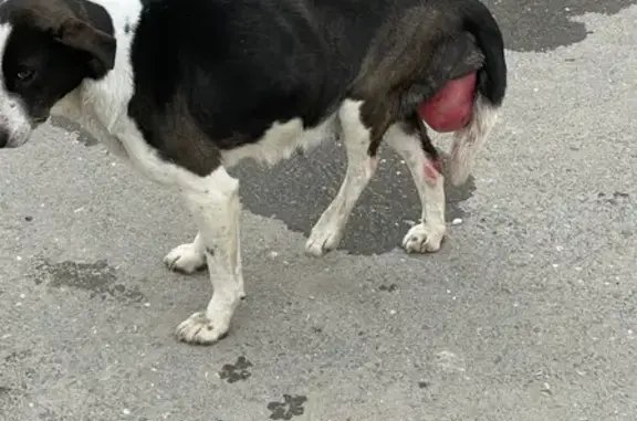 Собака найдена на Цовкринской, 29 в Махачкале