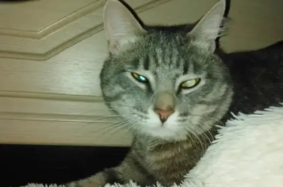 Кошки потеряшки, Тольятти, фото: Потеряшка кошка 