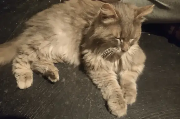 Кошка найдена на улице Танкиста Хрустицкого, 27 в СПб