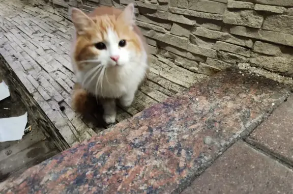 Найден крупный рыжий кот на Мосфильмовской улице