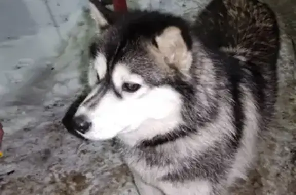 Найдена домашняя собака на пр. Ленина, 131Б в Туле