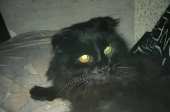 Пропала кошка на Базовой улице, 27, район Внуково.