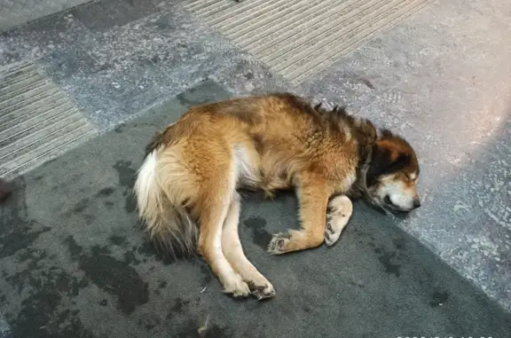 Собака найдена возле магазина на Боевой 120, Казань