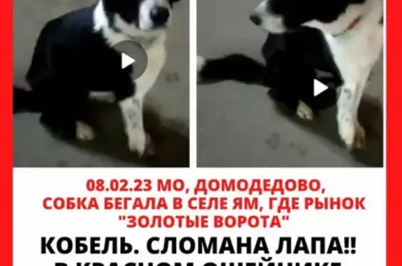 Найдена собака Пушистая на Центральной улице, 36