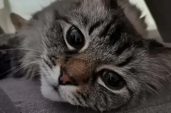 Потерянные животные Смоленск, фото: Пропала кошка Муся, ул. 12 лет Октября, 15, Смоленск.