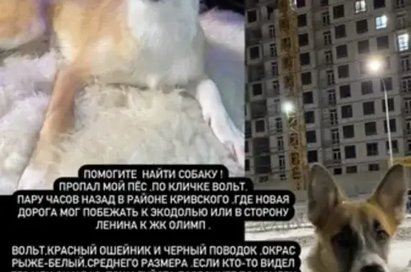 Пропала собака Вольт на пр-те Ленина, Обнинск