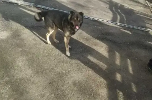 Собака найдена на ул. Суворова, 115, Ростов-на-Дону