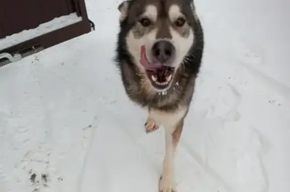 Собака найдена в Казани