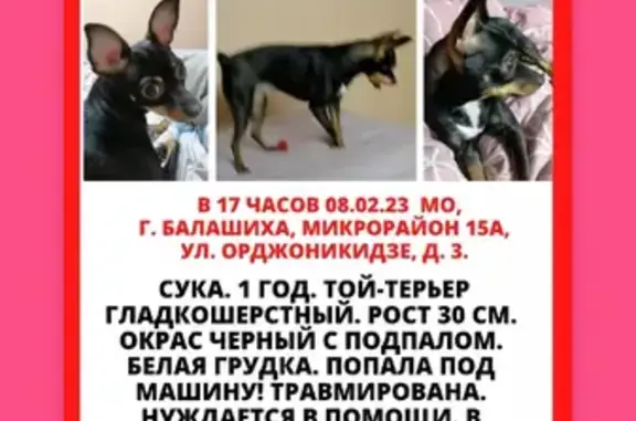 Пропала собака в Балашихе, ул. Орджоникидзе, 3
