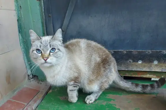 Потерянная домашняя кошка в Ростове