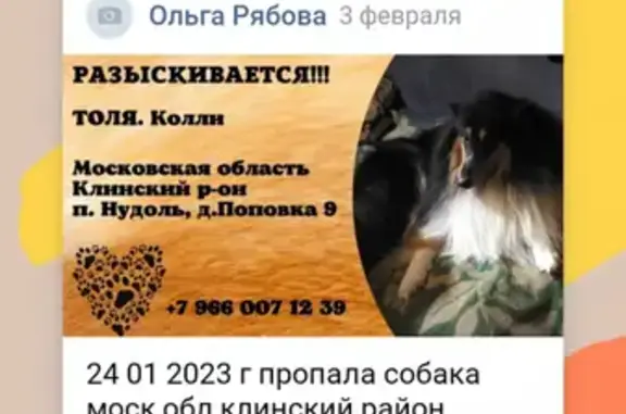 Пропала собака в д Поповка, Московская область