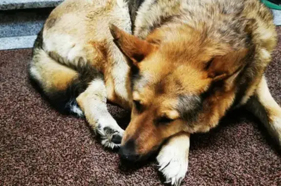 Большая грустная собака найдена на пр. Ямашева, 92А, Казань