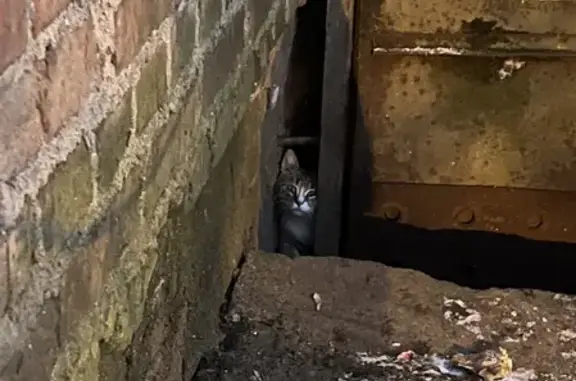 Пропал пугливый кот на Автозаводской, ул. 19, Смоленск