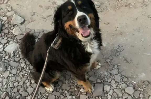 Пропала собака в Саратовской области