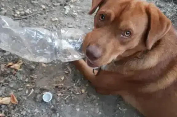 Пропала собака ЧОП на Набережной