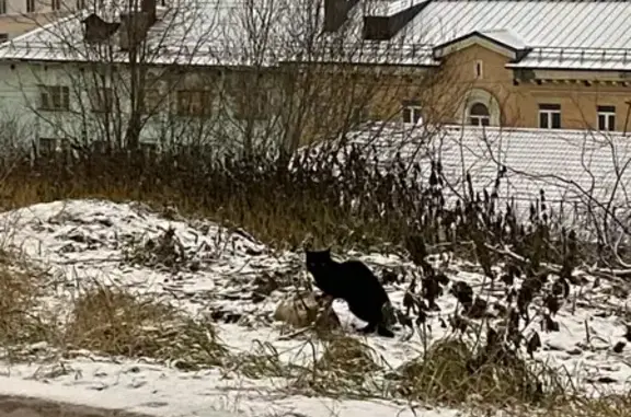 Пропал тёмно-коричневый кот Сёма на ул. Аскольдовцев, Мурманск