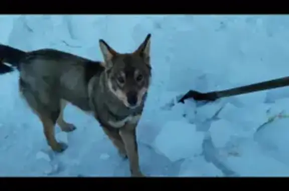 Собака найдена на Красноармейской, Тайга