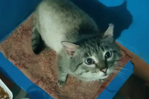 Найдена серая кошка Кот в Сыктывкаре