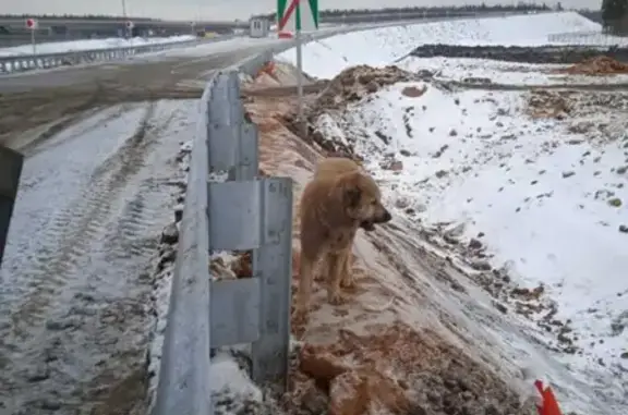 Найдена собака породы Алабай в деревне Бухарово на строй участке моста