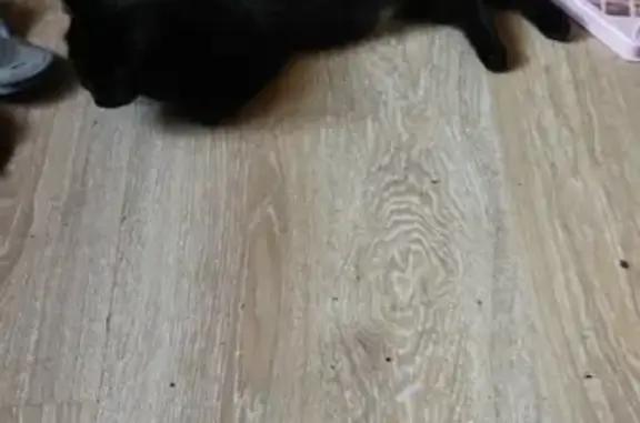 Кошки потеряшки, Санкт-Петербург, фото: Потеряшка кошка Кот на пр. Обуховской Обороны, 131