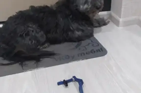 Собака найдена на Дружбе, Пермь.