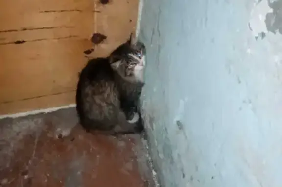 Найдена кошка на улице Хахалова, 8.