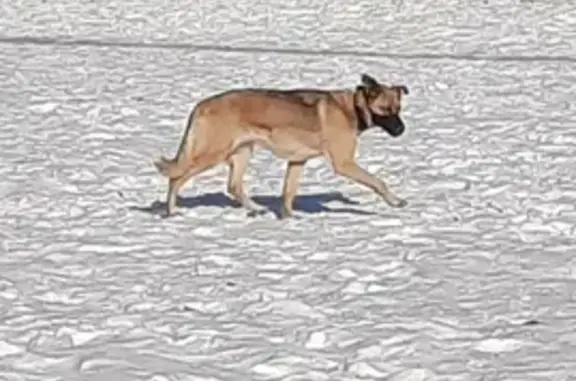 Найдена истощенная собака на Космической улице, нужна помощь!