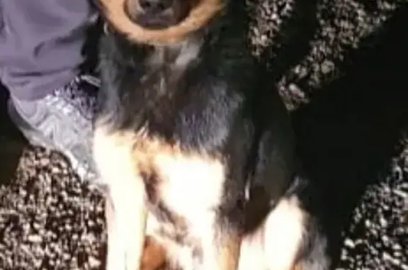 Найден метис-пёс возле трассы в Сизовском поселении