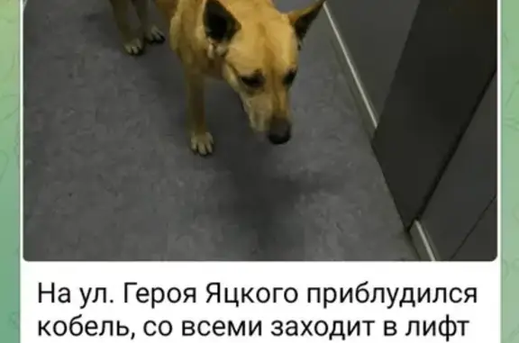 Собака найдена на ул. Героя Яцкова, 8 в Краснодаре