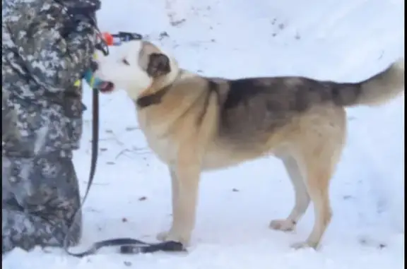 Найдена собака Дружок: Ласковый весельчак на 11-й линии