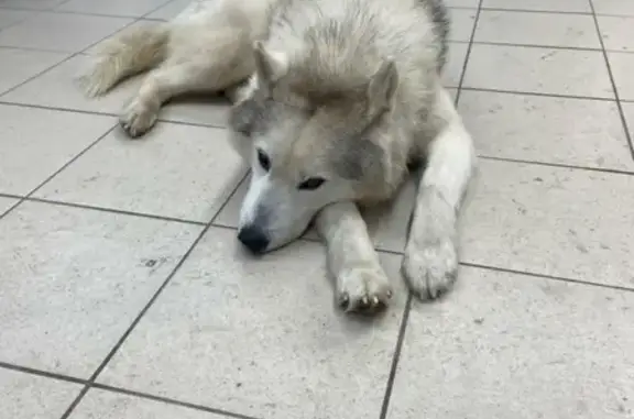 Собака найдена на Мира 98, Нижнекамск