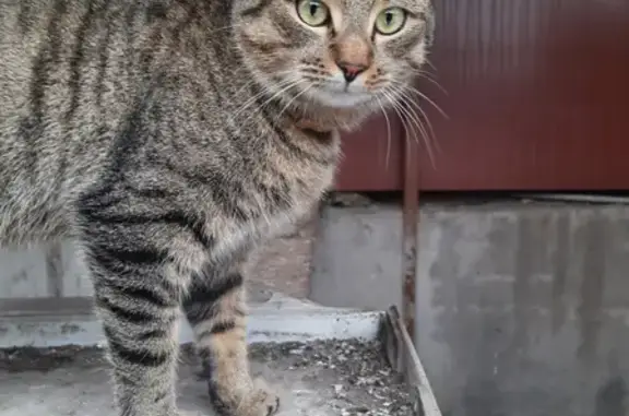 Кошка с ошейником найдена на пр. Ленина, 108, Иваново