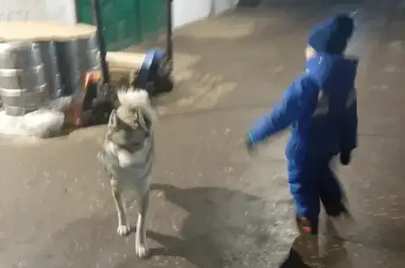 Собака Мальчик Лайка на Товарной ул. в Самаре