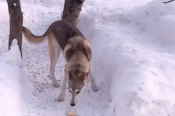 Собака найдена на ул. Фрунзе 107 в Томске