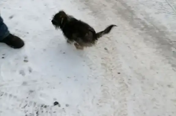 Найдена собака в Нижней Лужне, Орловская область