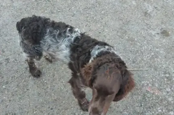Пропала собака Чарли 23 января на повороте на с. Дивное, вознаграждение гарантировано!