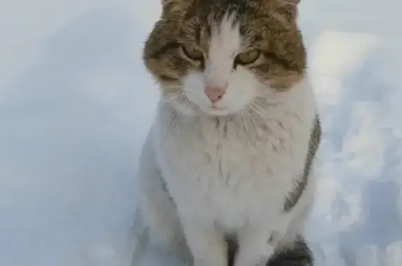 Найдена кошка на Чемальском тракте