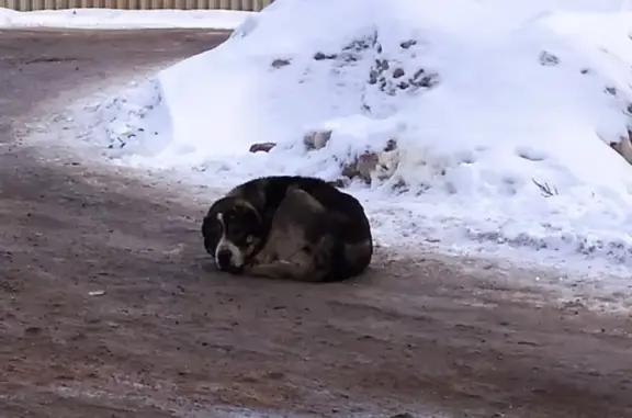 Потерянная крупная собака в Московской области