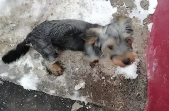 Собака найдена на ул. Маршака, 6 в Чебоксарах.