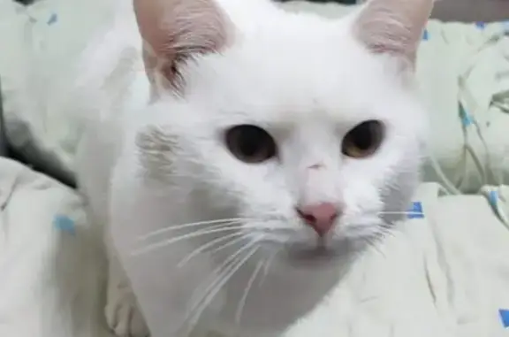 Потерян белый кот на Ленинском проспекте 24, Тольятти