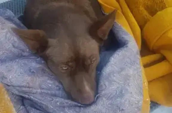 Найдена собака на Поселковой ул. в Костроме