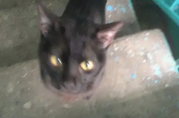 Найден ласковый черный котик на Красноармейской, 108, Краснодар