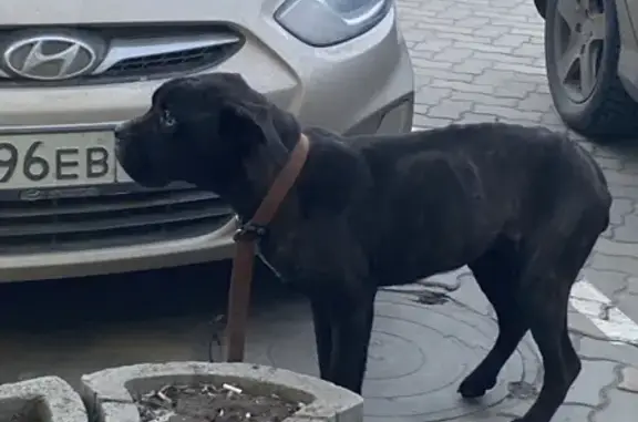 Найдена худенькая собака похожая на боксера в Ростове-на-Дону