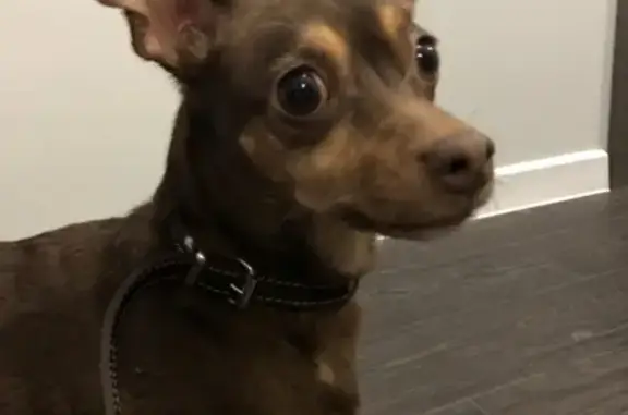 Найдена собака, Миловка, фото: Собака Той-терьер найдена в районе Миловки