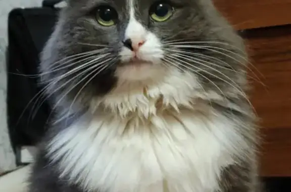 Пропала кошка в Сызрани, на шее ошейник от блох
