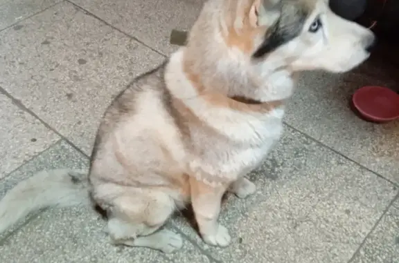 Объявления о пропавших и найденных животных, Ростов-на-Дону, фото: Найдена хаски на пр. Королёва, 20