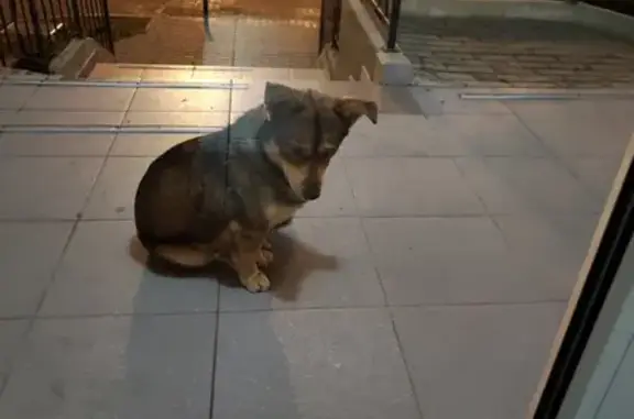 Найдена собака, Калининград, фото: Найдена собака на Денисова д.26 в Калининграде