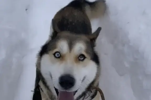 Собаки потеряшки, Ульяновск, фото: Потеряшка собака Хаски на улице Скочилова, 5, Ульяновск