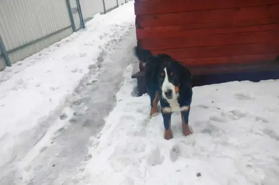 Собаки потеряшки, Санкт-Петербург, фото: Потеряшка собака Веста на Богатырском проспекте, требуется мед.помощь